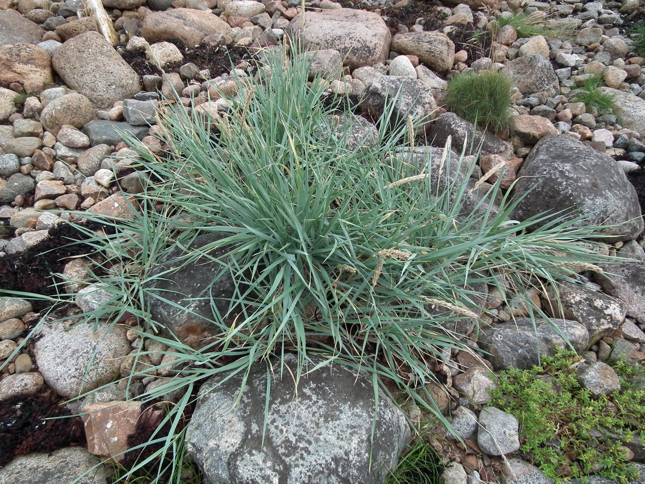 Image of Leymus arenarius specimen.