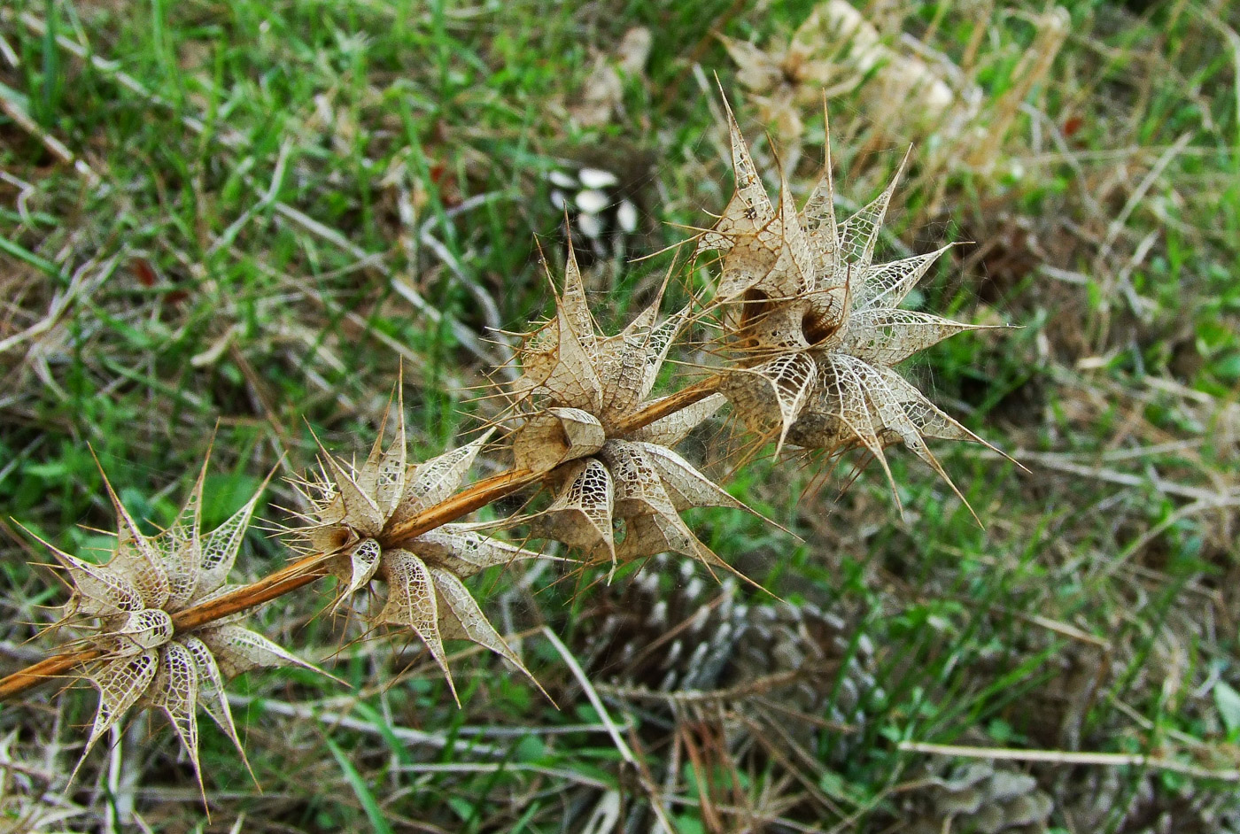 Изображение особи Moluccella spinosa.