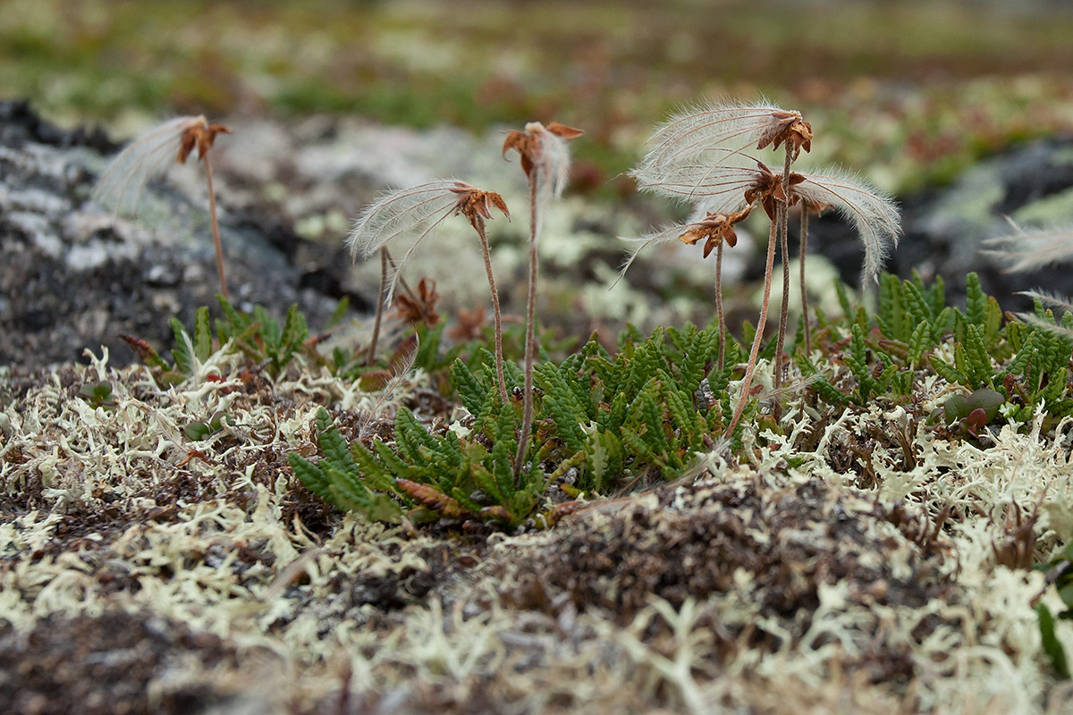 Image of Dryas octopetala ssp. subincisa specimen.