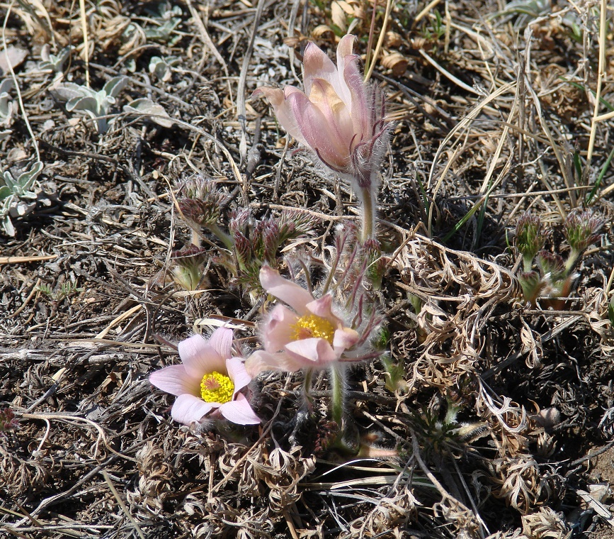 Image of Pulsatilla turczaninovii specimen.