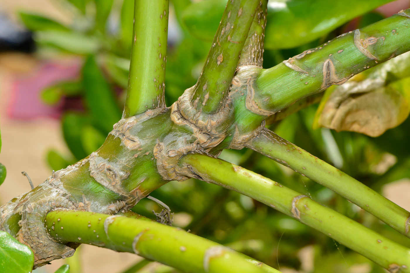 Image of Scaevola taccada specimen.