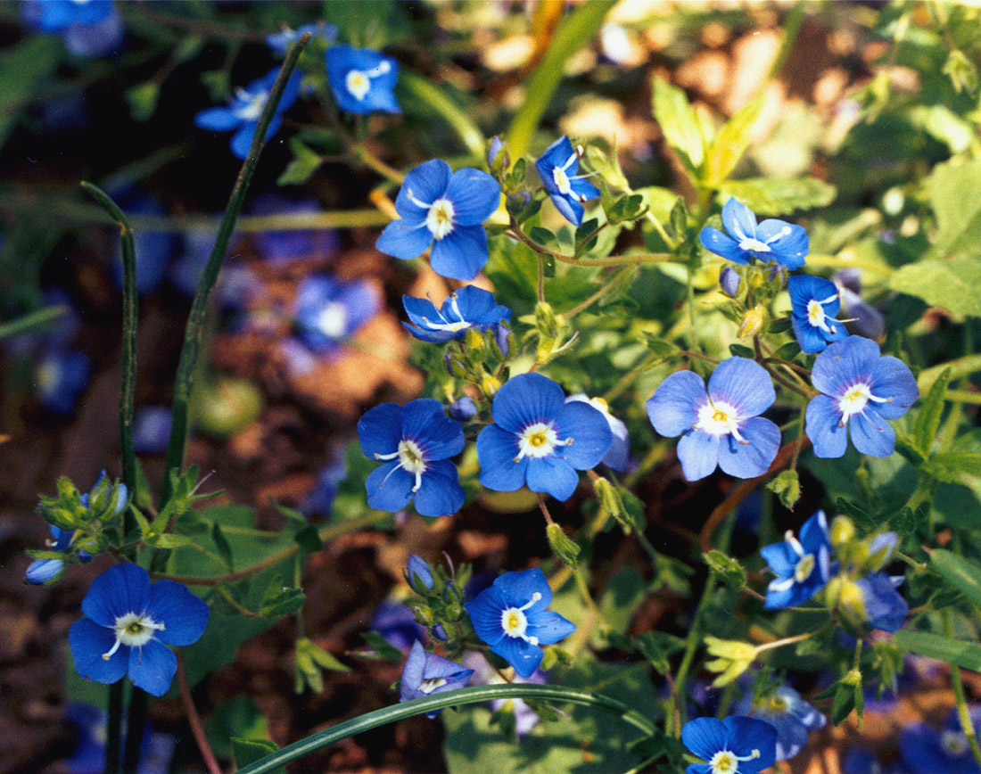 Image of Veronica umbrosa specimen.