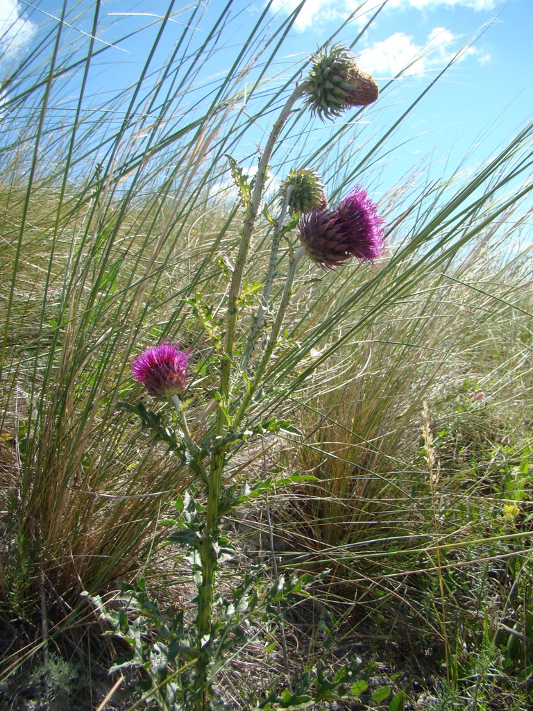 Image of Carduus thoermeri specimen.