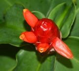 Costus woodsonii. Соцветие. Таиланд, о-в Пхукет, курорт Ката, территория гостиницы, в культуре. 09.01.2017.