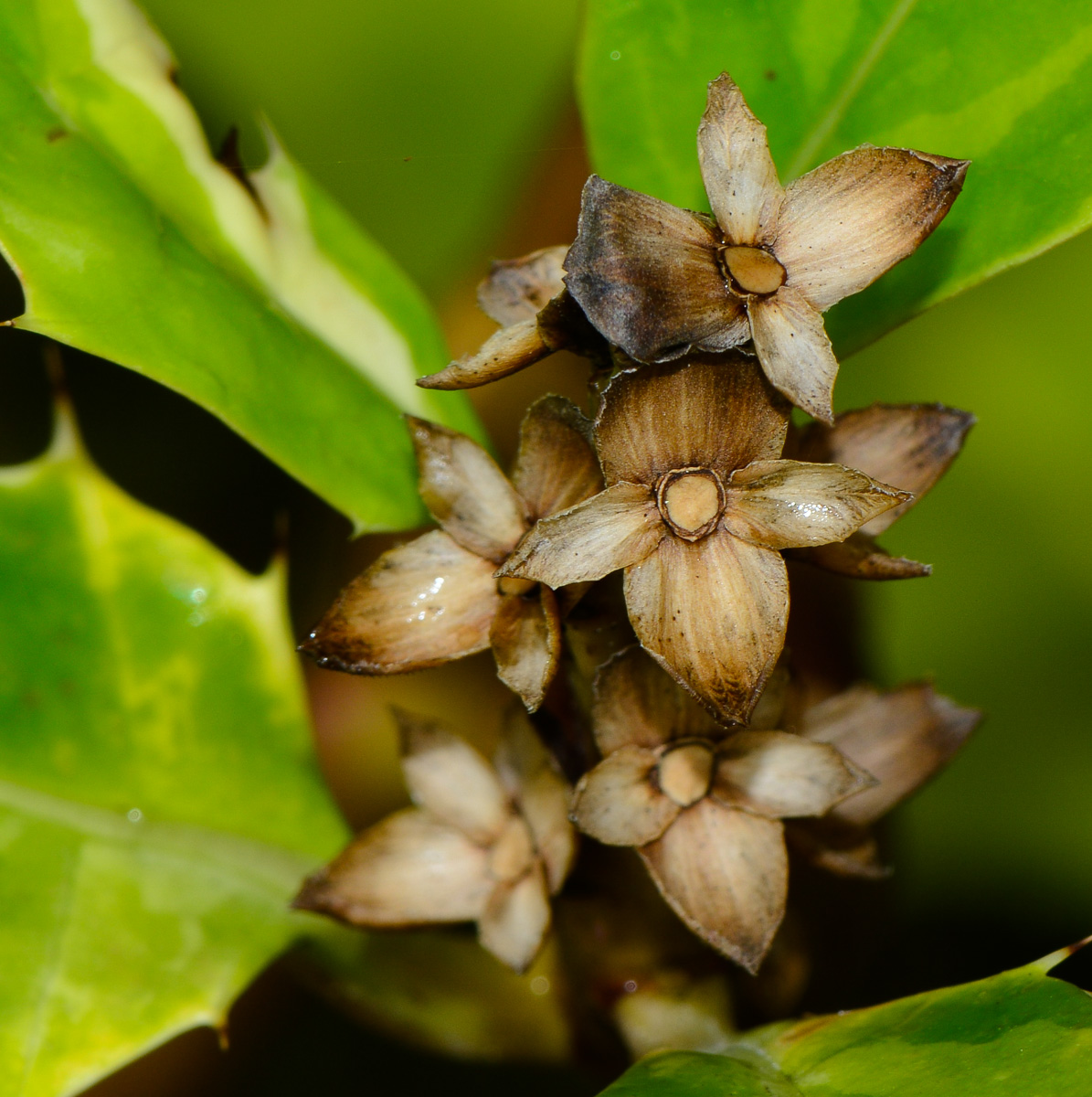 Изображение особи Acanthus ilicifolius.