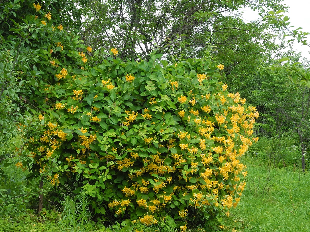 Image of Lonicera &times; tellmanniana specimen.