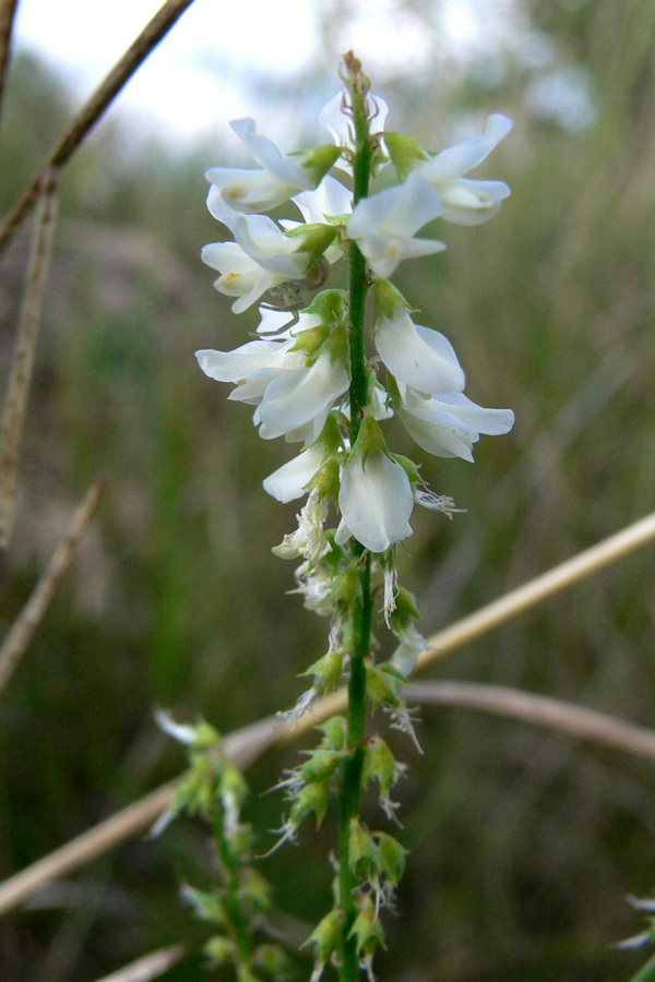 Image of Melilotus albus specimen.