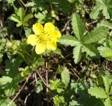 Potentilla reptans