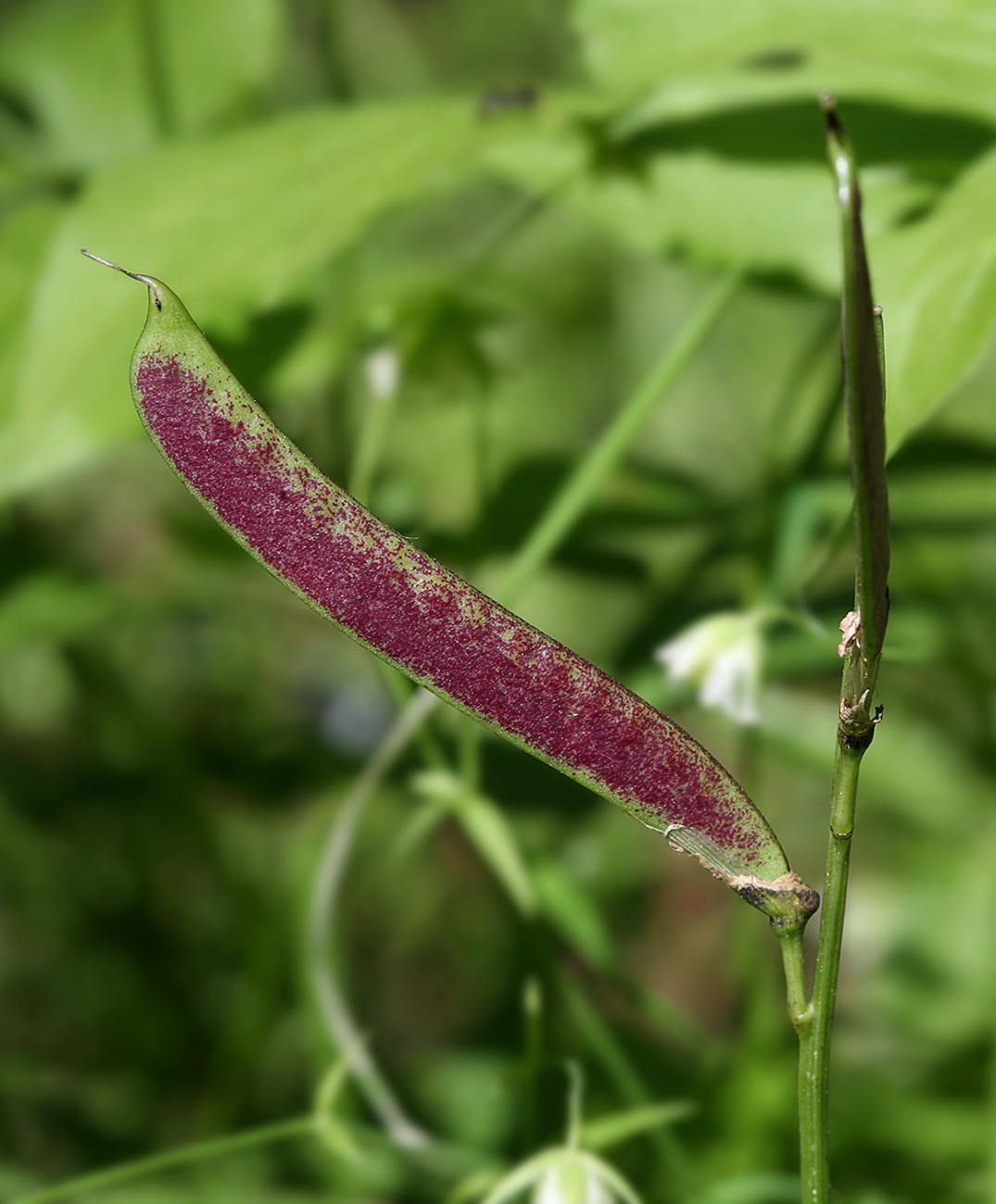 Image of Lathyrus vernus specimen.