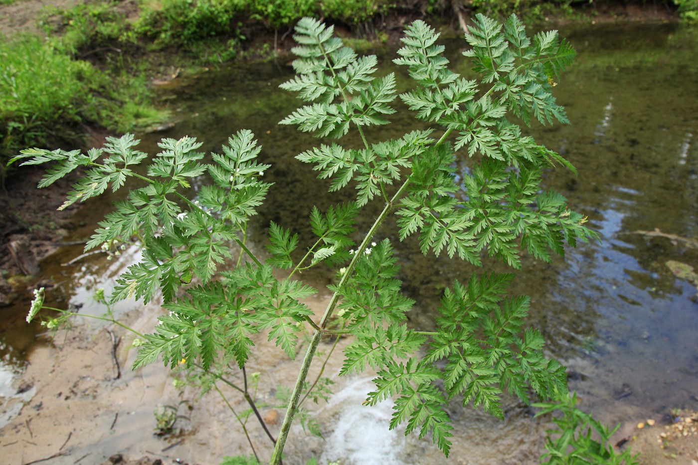 Image of Chaerophyllum prescottii specimen.