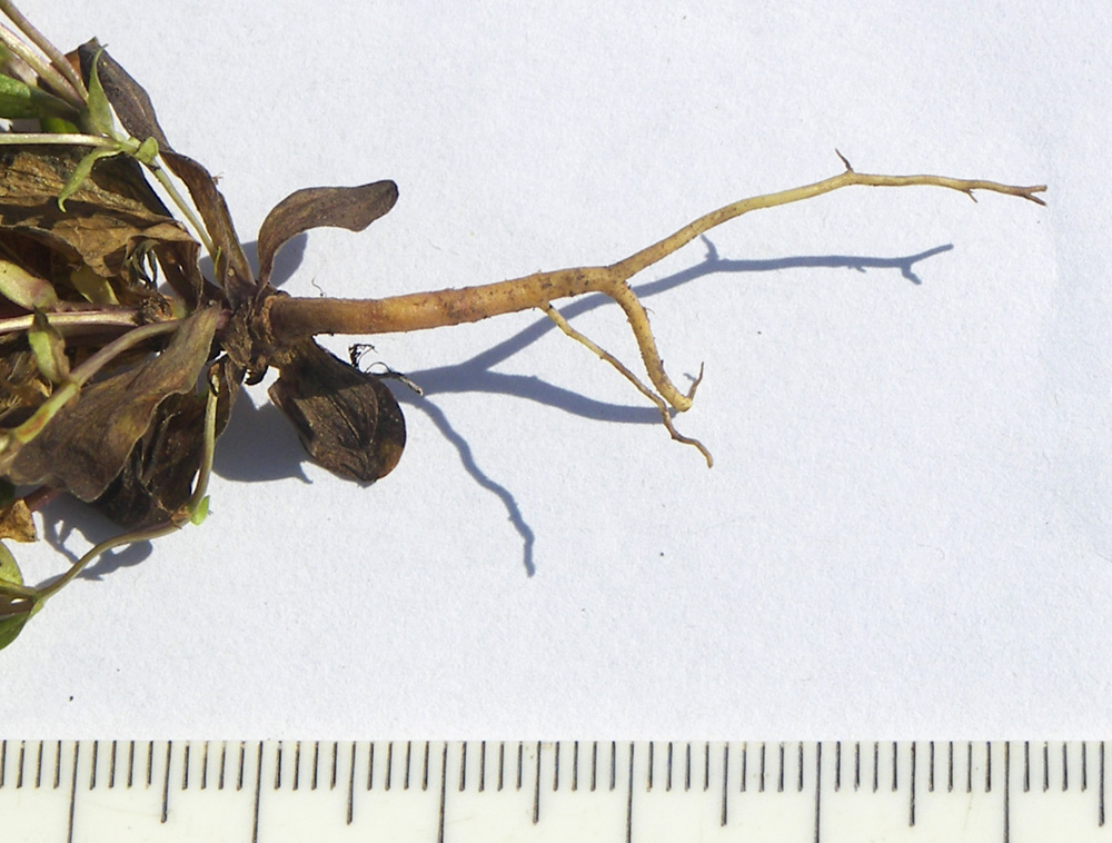 Image of Gentianella biebersteinii specimen.