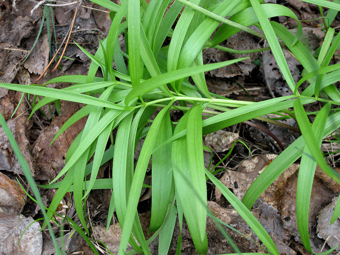 Изображение особи Fritillaria ruthenica.