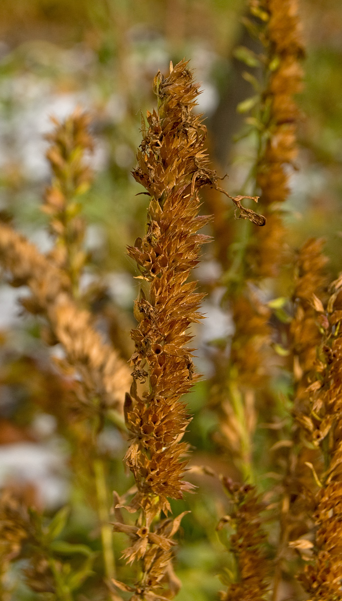 Image of Hyssopus officinalis specimen.