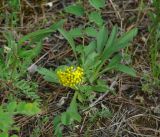 Patrinia sibirica