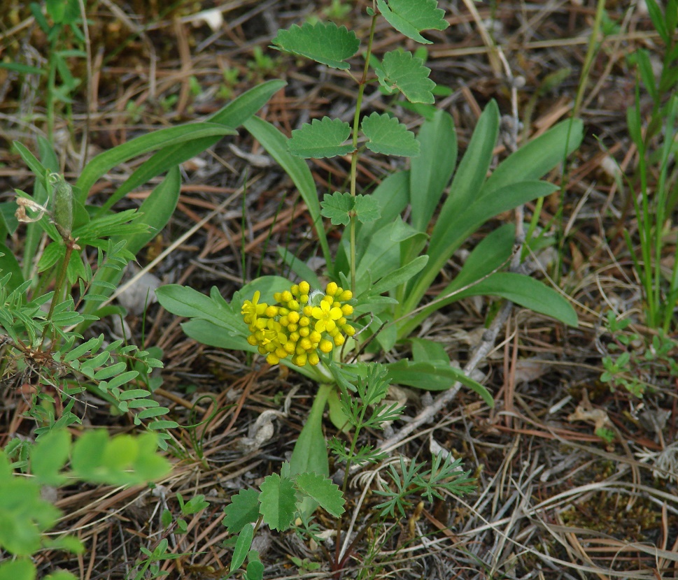 Изображение особи Patrinia sibirica.