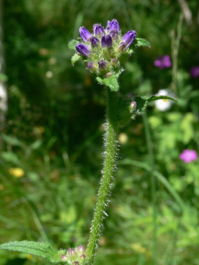 Image of Campanula cervicaria specimen.