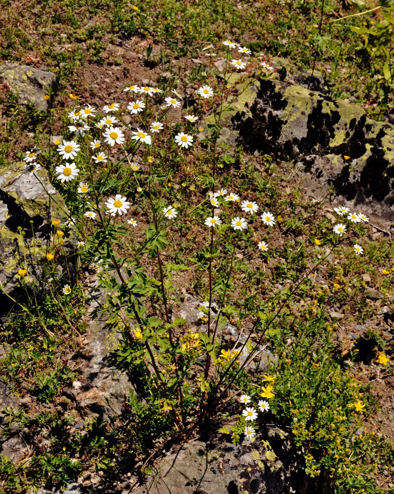 Image of Pyrethrum parthenifolium specimen.