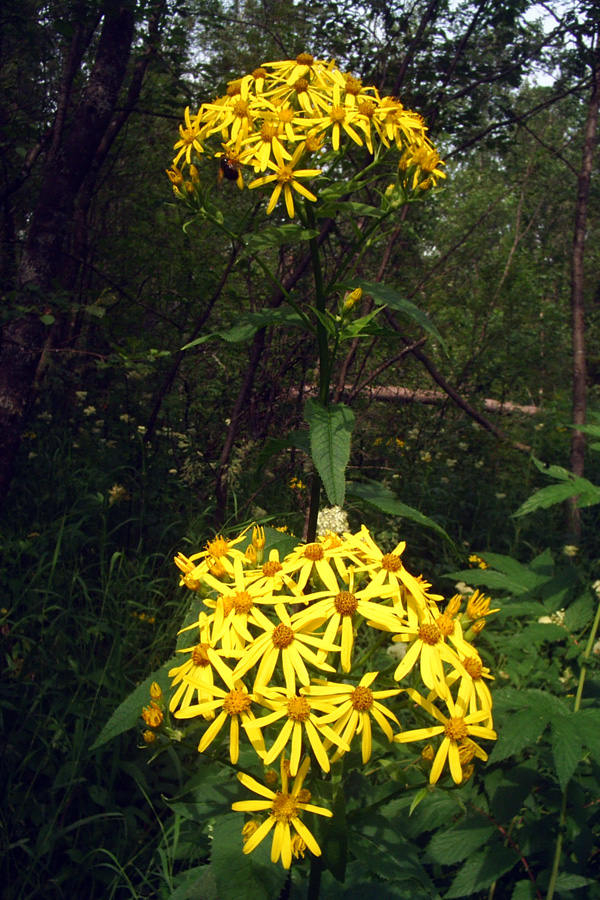 Image of Senecio nemorensis specimen.