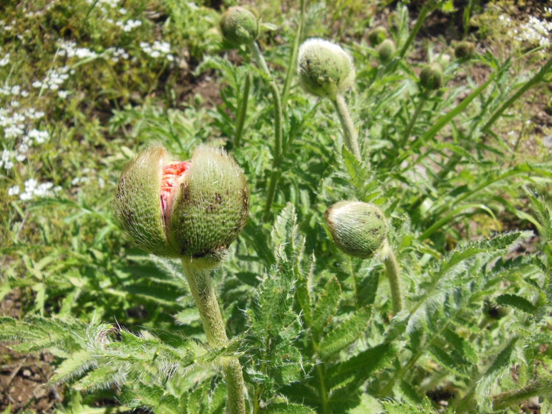 Изображение особи Papaver setiferum.