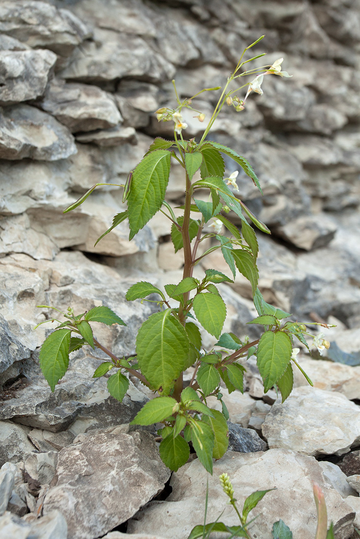 Image of Impatiens parviflora specimen.