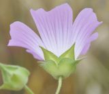 Malva punctata. Цветок. Греция, Халкидики. 30.05.2010.