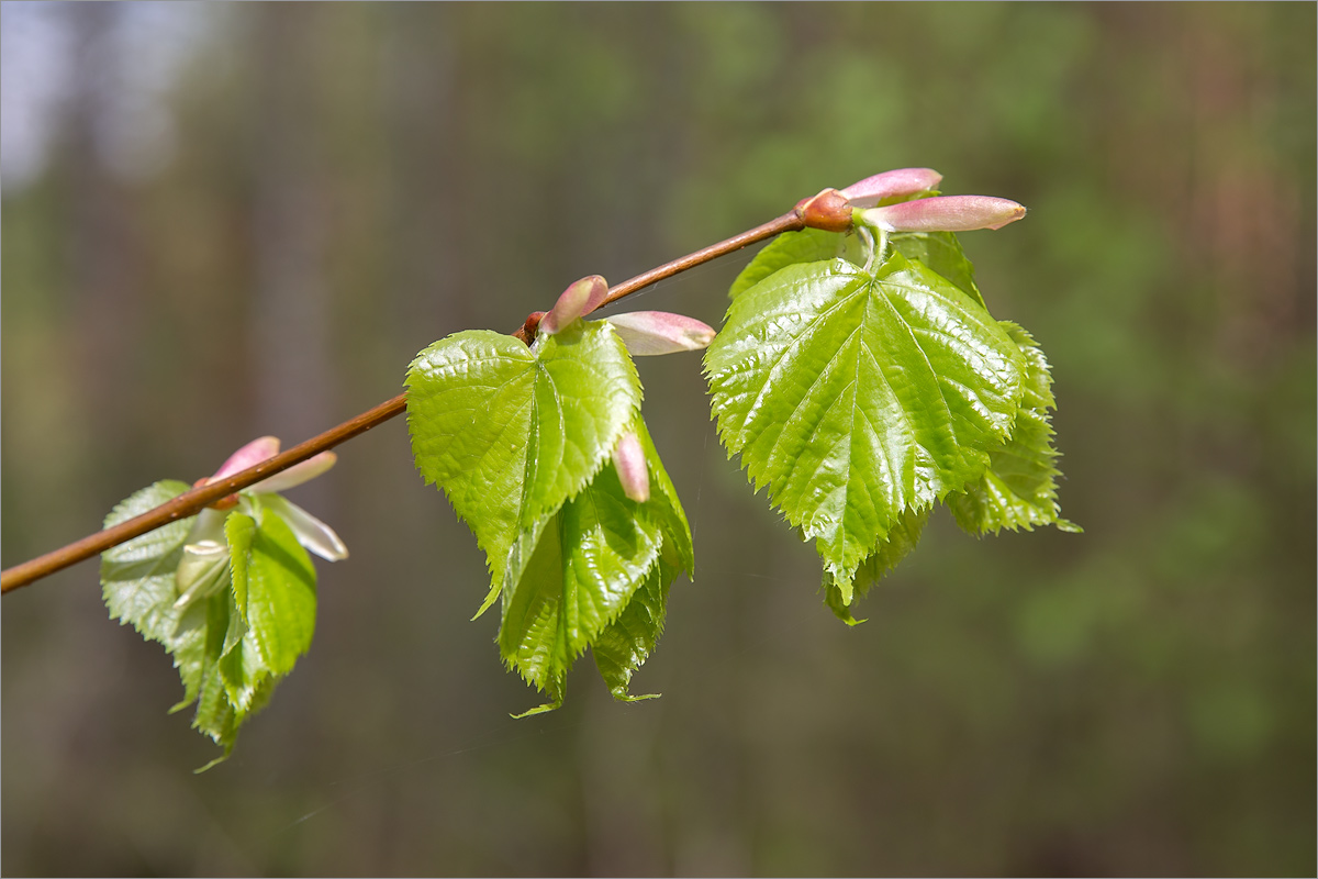 Изображение особи Tilia cordata.