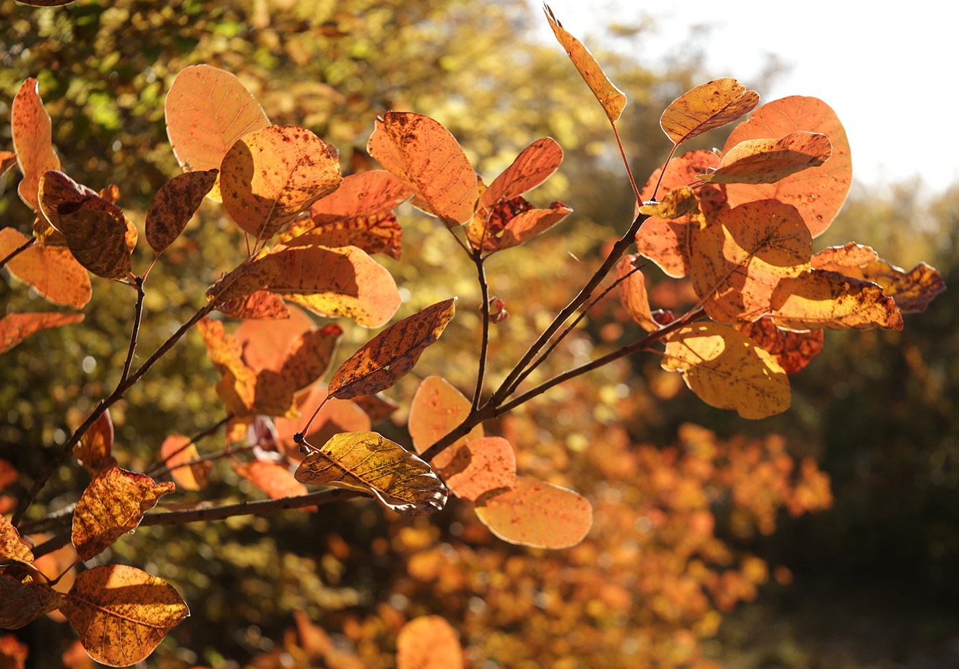 Image of Cotinus coggygria specimen.