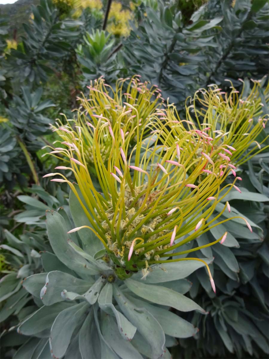 Image of Leucospermum formosum specimen.