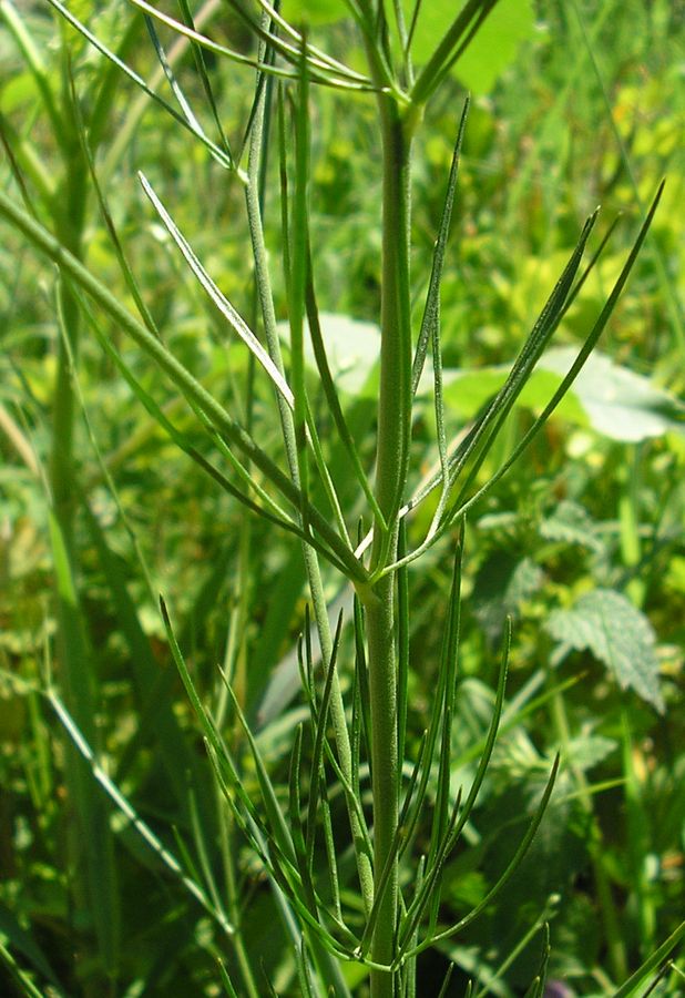 Image of Delphinium consolida specimen.