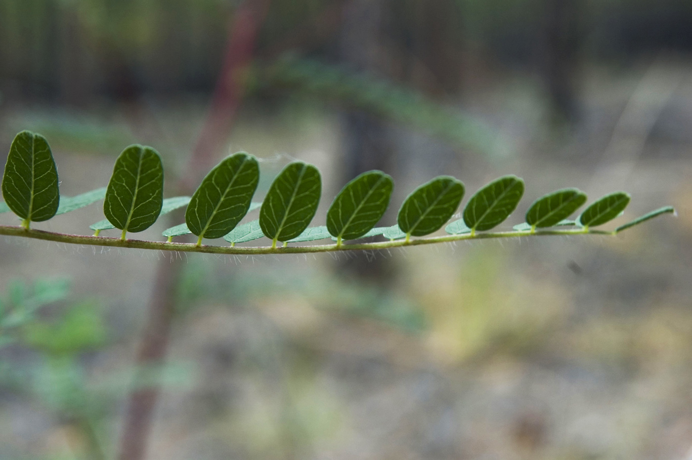 Изображение особи Astragalus membranaceus.