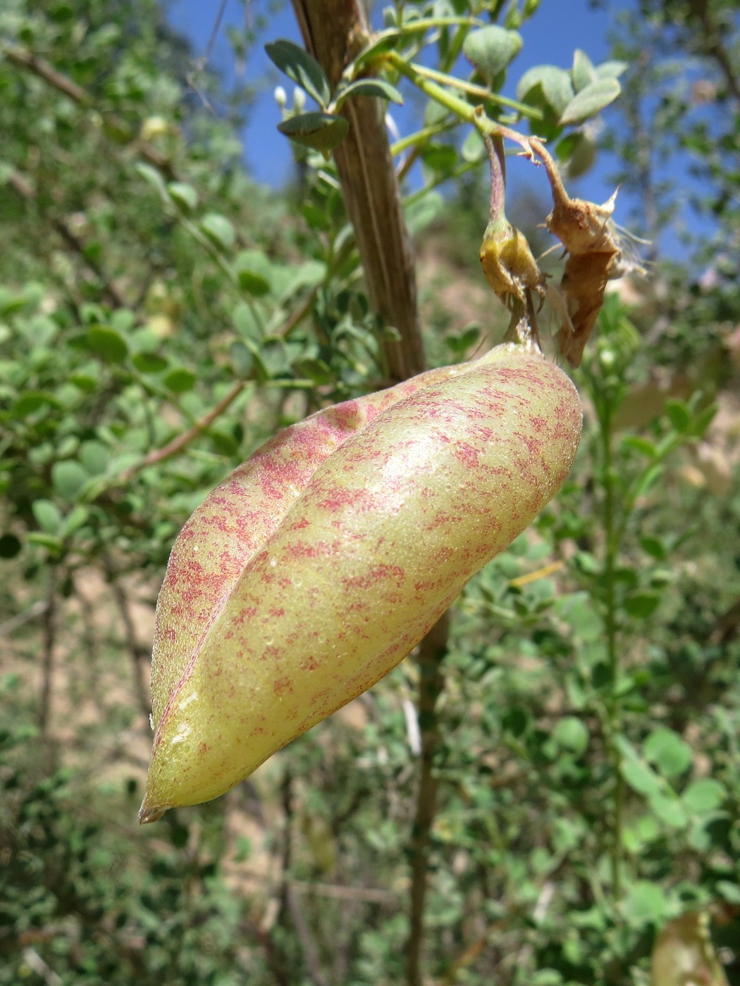 Image of Colutea paulsenii specimen.