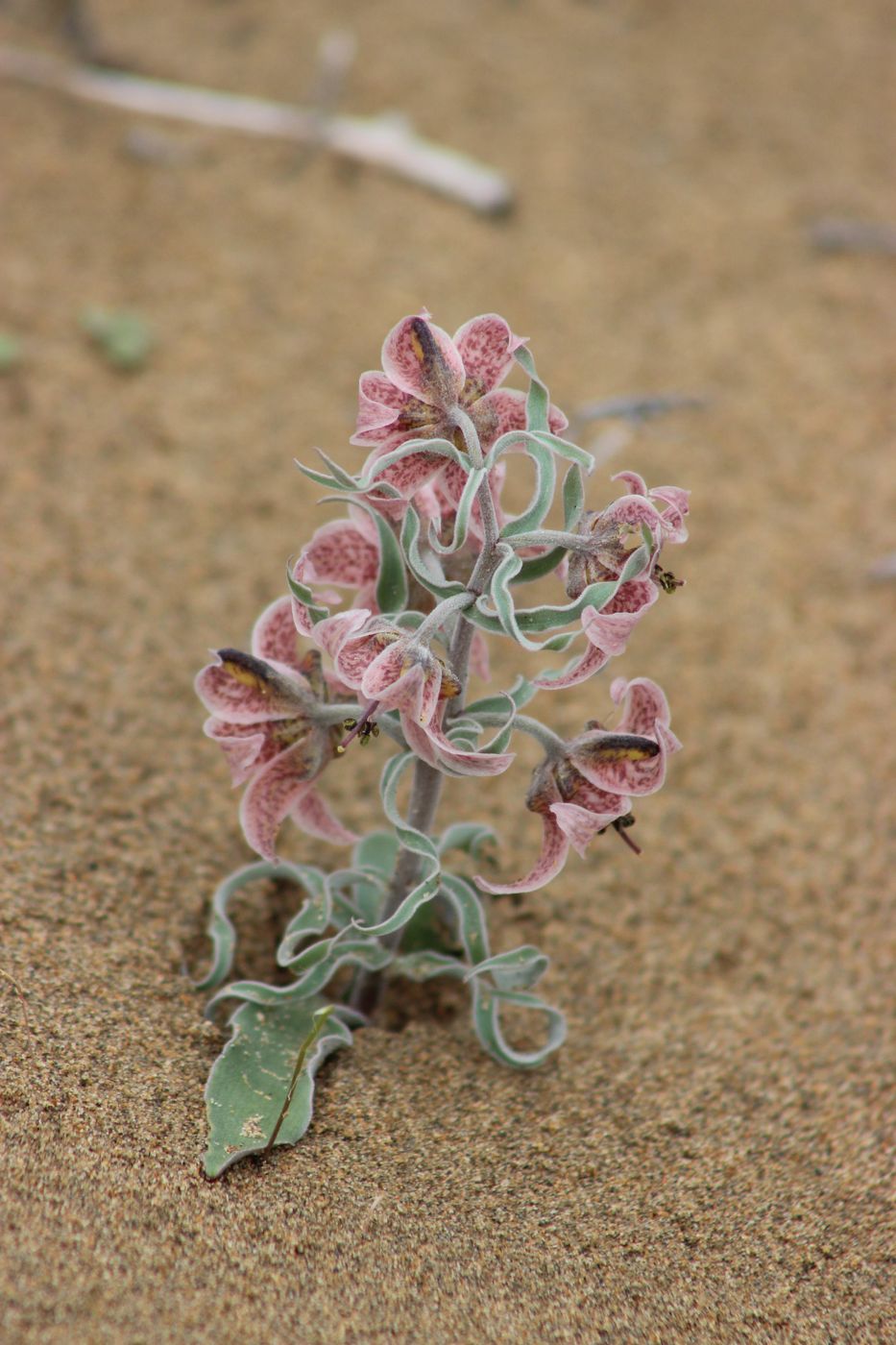 Image of Rhinopetalum karelinii specimen.