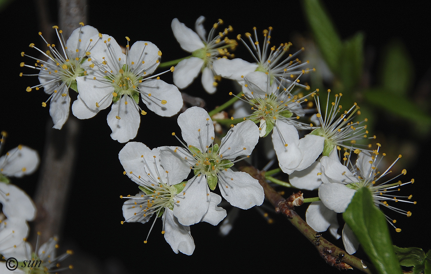 Image of Prunus domestica specimen.