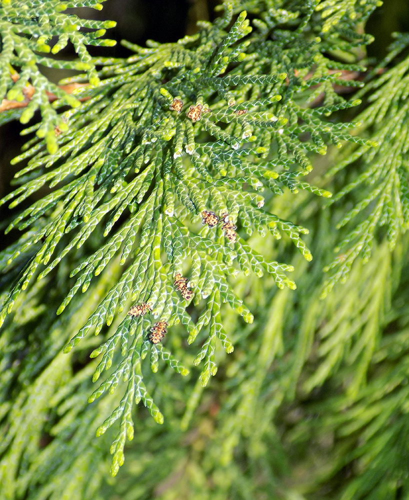 Image of Chamaecyparis lawsoniana specimen.