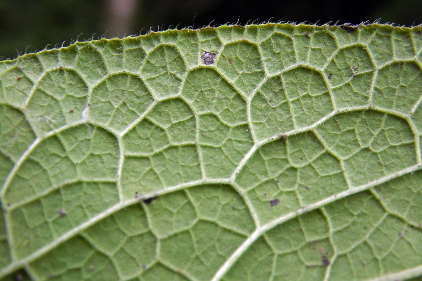 Image of Symphytum asperum specimen.