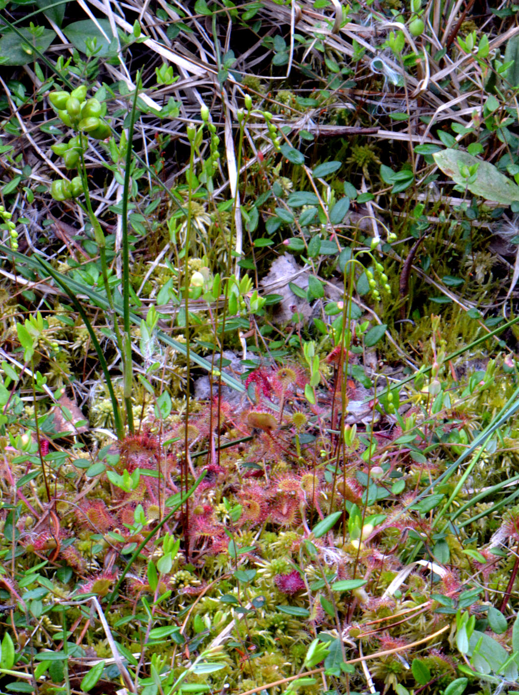 Image of Drosera rotundifolia specimen.