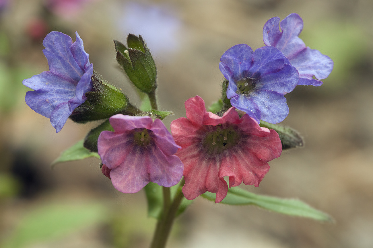 Image of Pulmonaria obscura specimen.