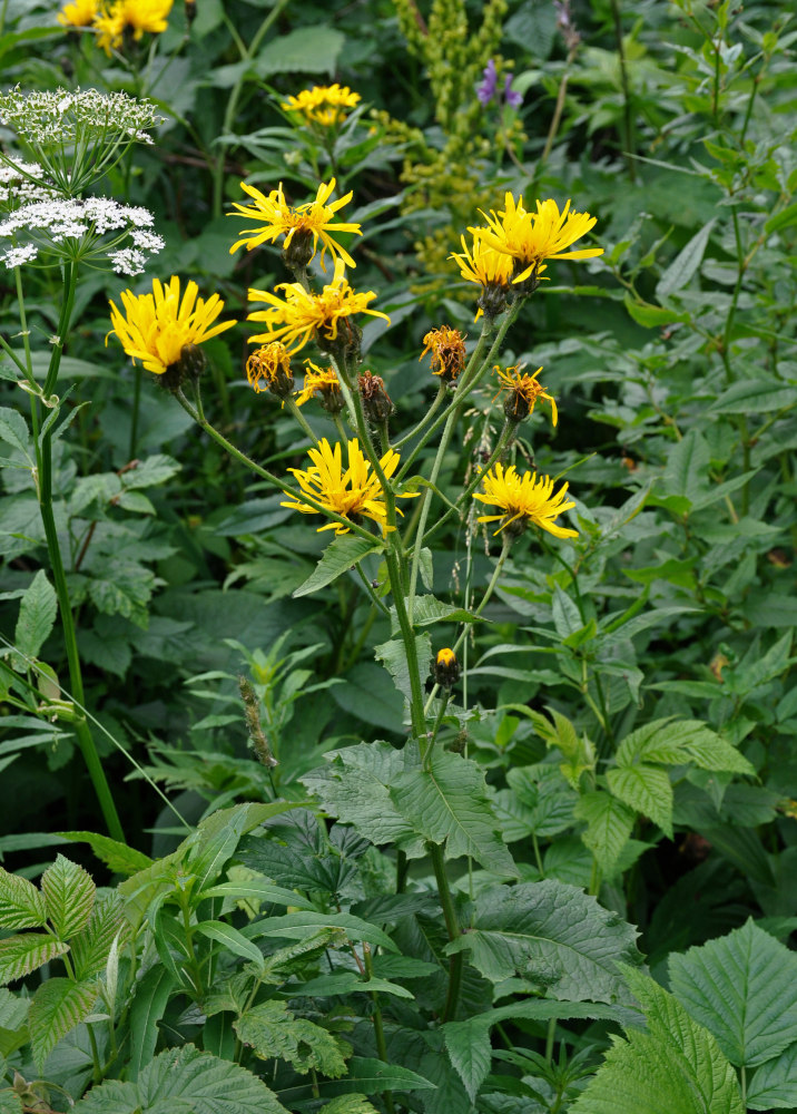 Image of Crepis sibirica specimen.