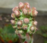 Sempervivum tectorum. Соцветие с бутонами. Крым, Севастополь, мыс Фиолент, Свято-Георгиевский монастырь, в культуре. Июль 2019 г.