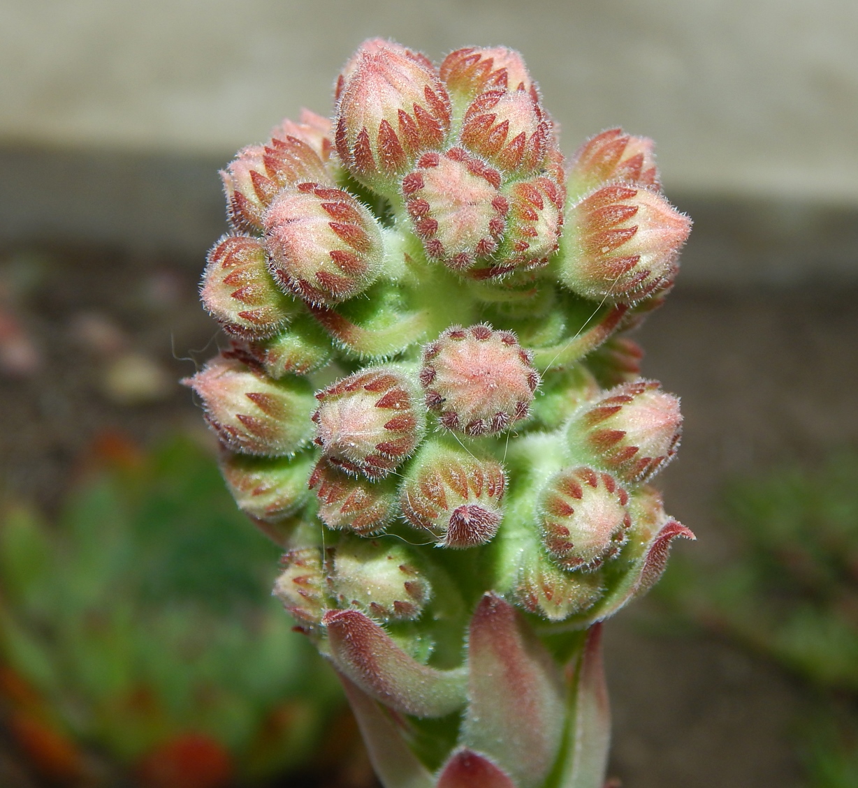 Изображение особи Sempervivum tectorum.