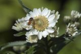 Achillea ptarmica subspecies macrocephala. Раскрывшиеся и нераскрывшиеся соцветия с кормящейся мухой-журчалкой. Сахалинская обл., Томаринский р-н, окр. пос. Неводское, насыпь ж.-д. 28.07.2017.