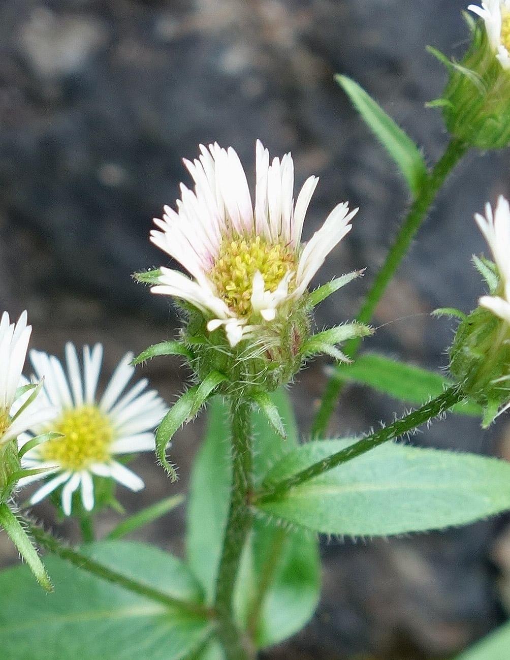 Image of genus Erigeron specimen.