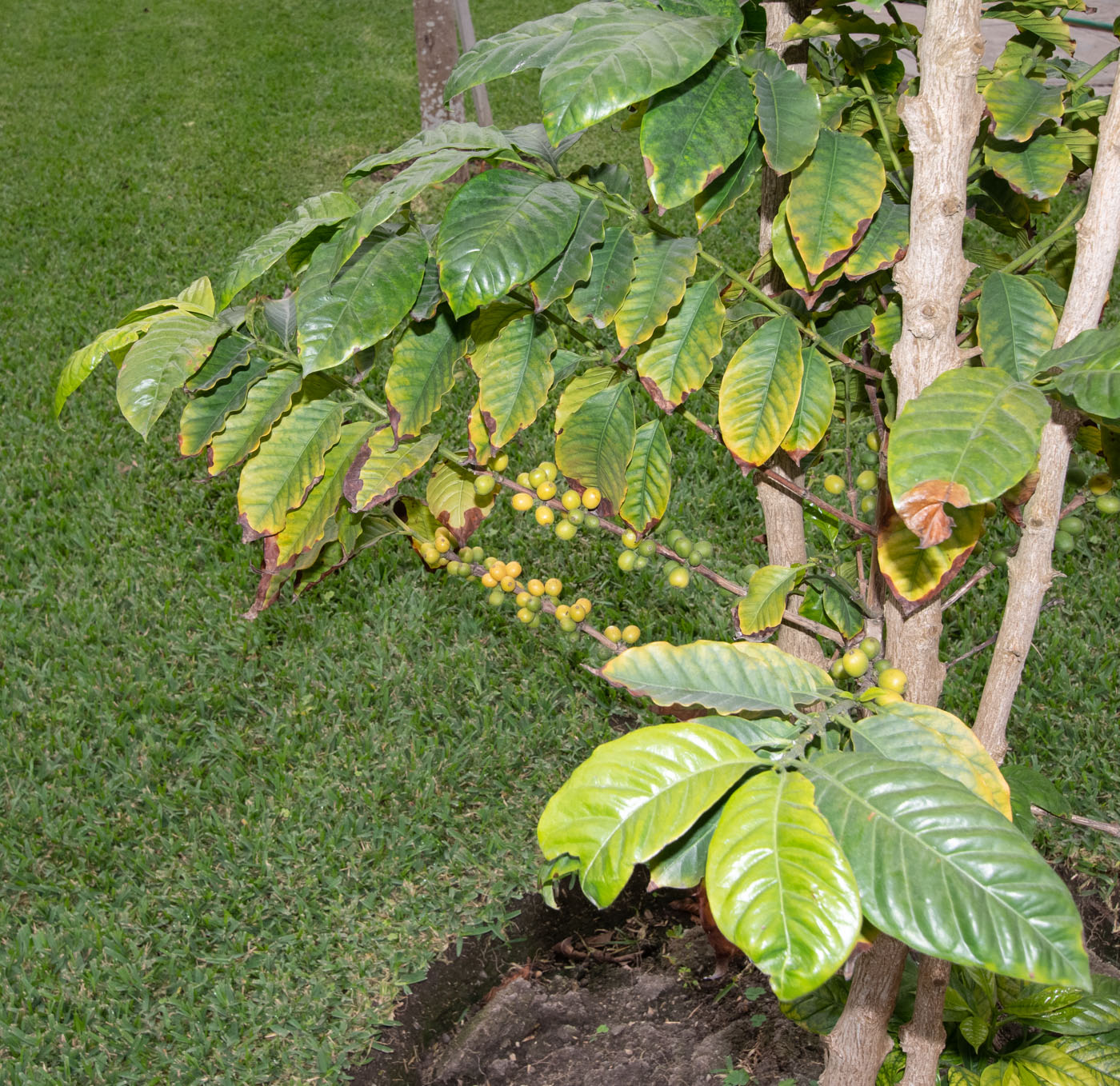 Image of Coffea arabica specimen.