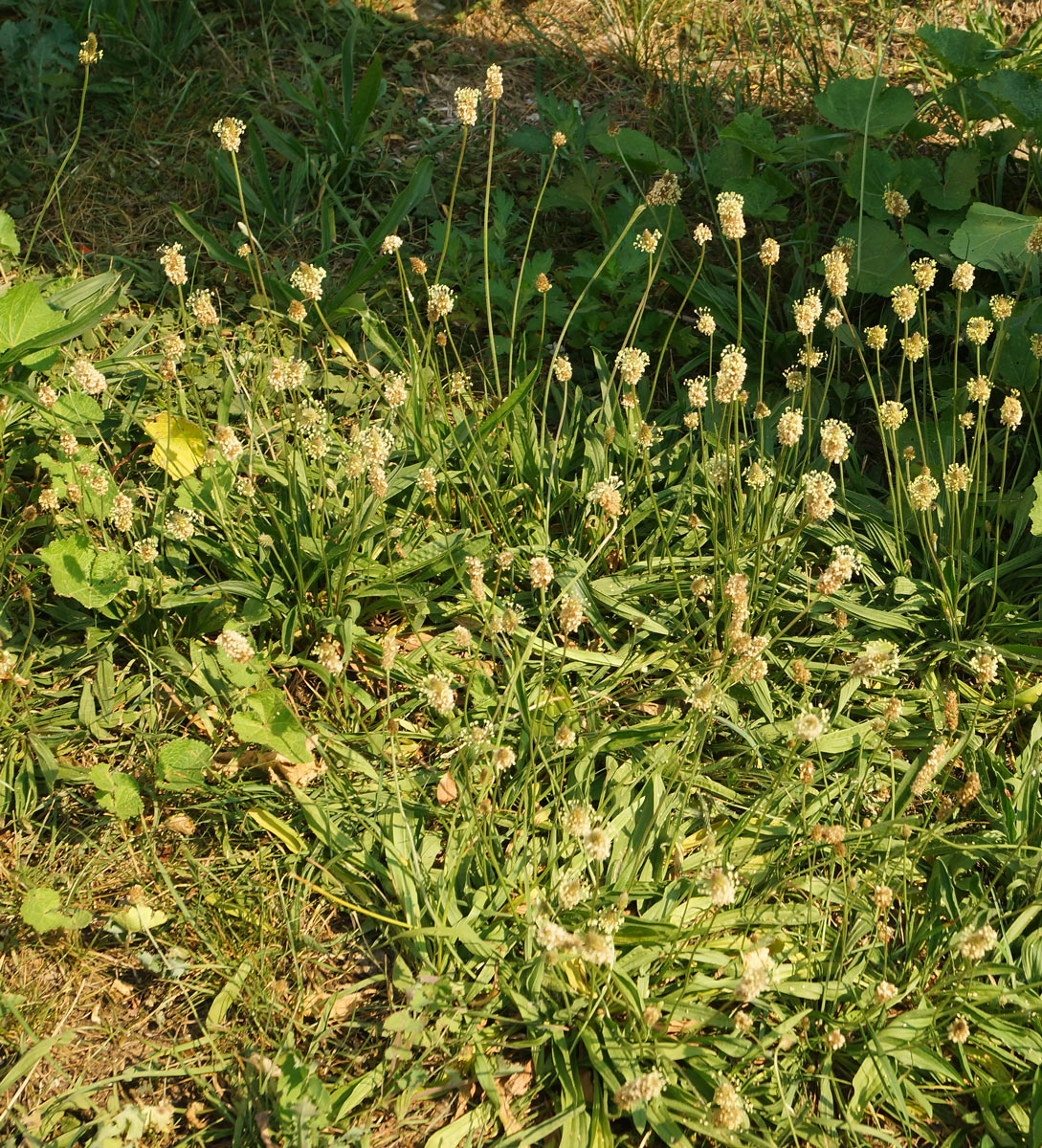 Изображение особи Plantago lanceolata.