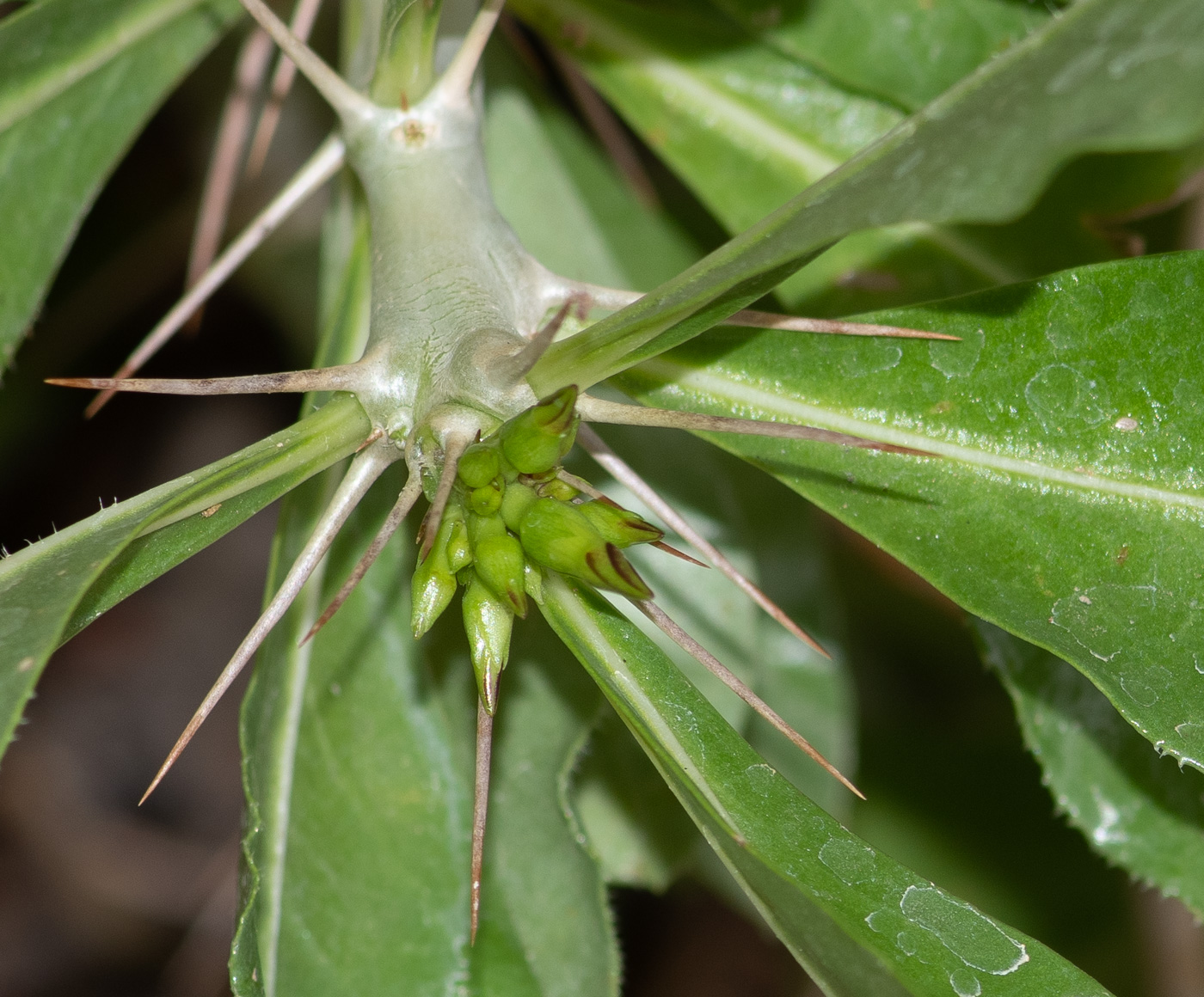 Image of Pachypodium saundersii specimen.