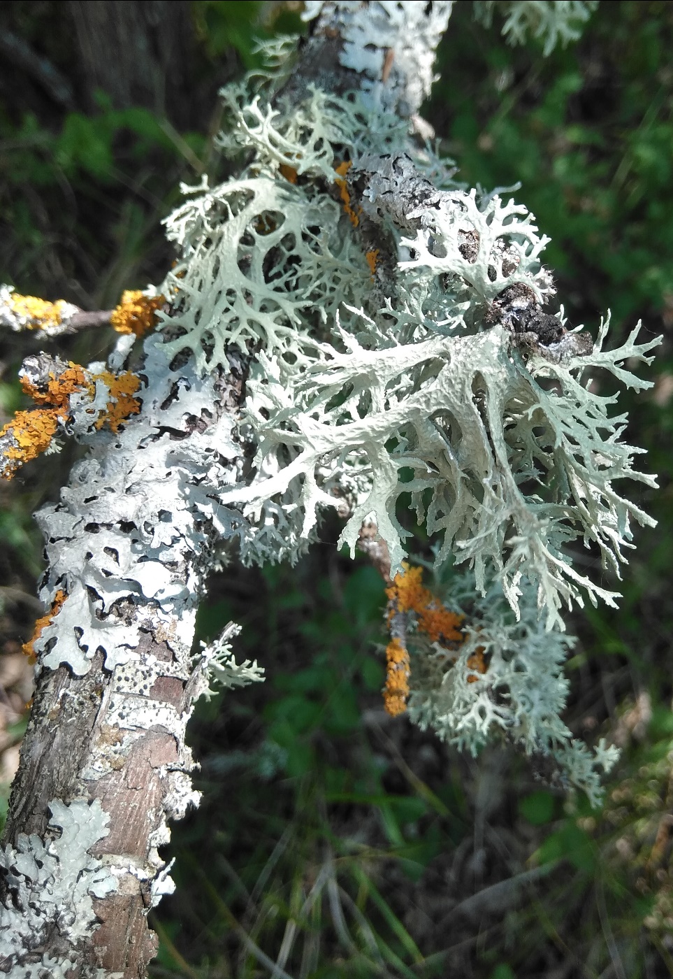 Изображение особи Evernia prunastri.