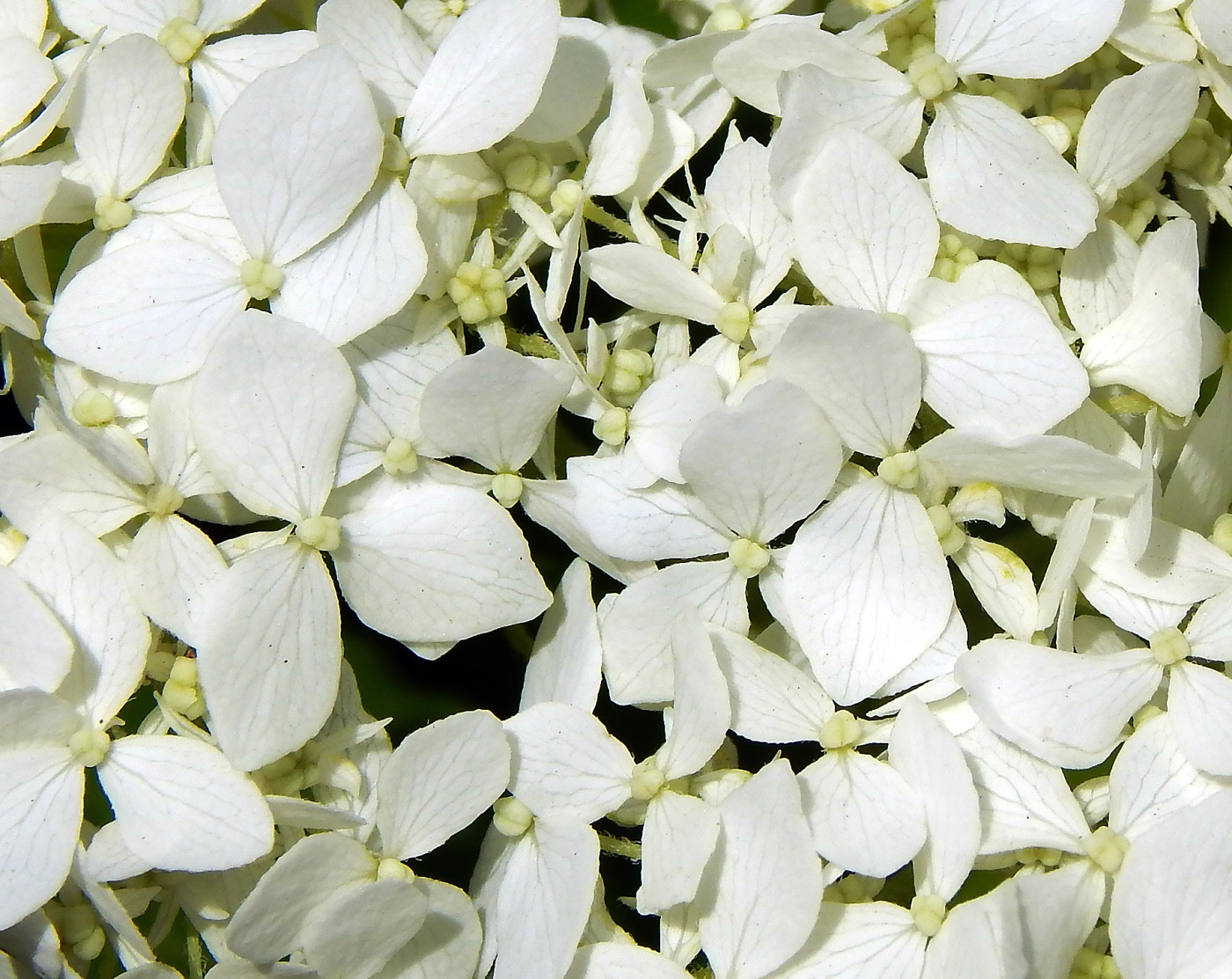 Image of Hydrangea arborescens specimen.