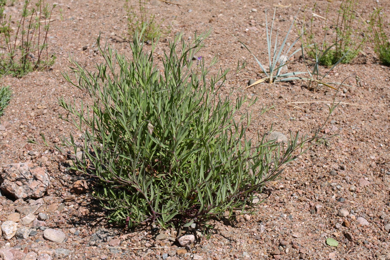 Image of Oberna littoralis specimen.