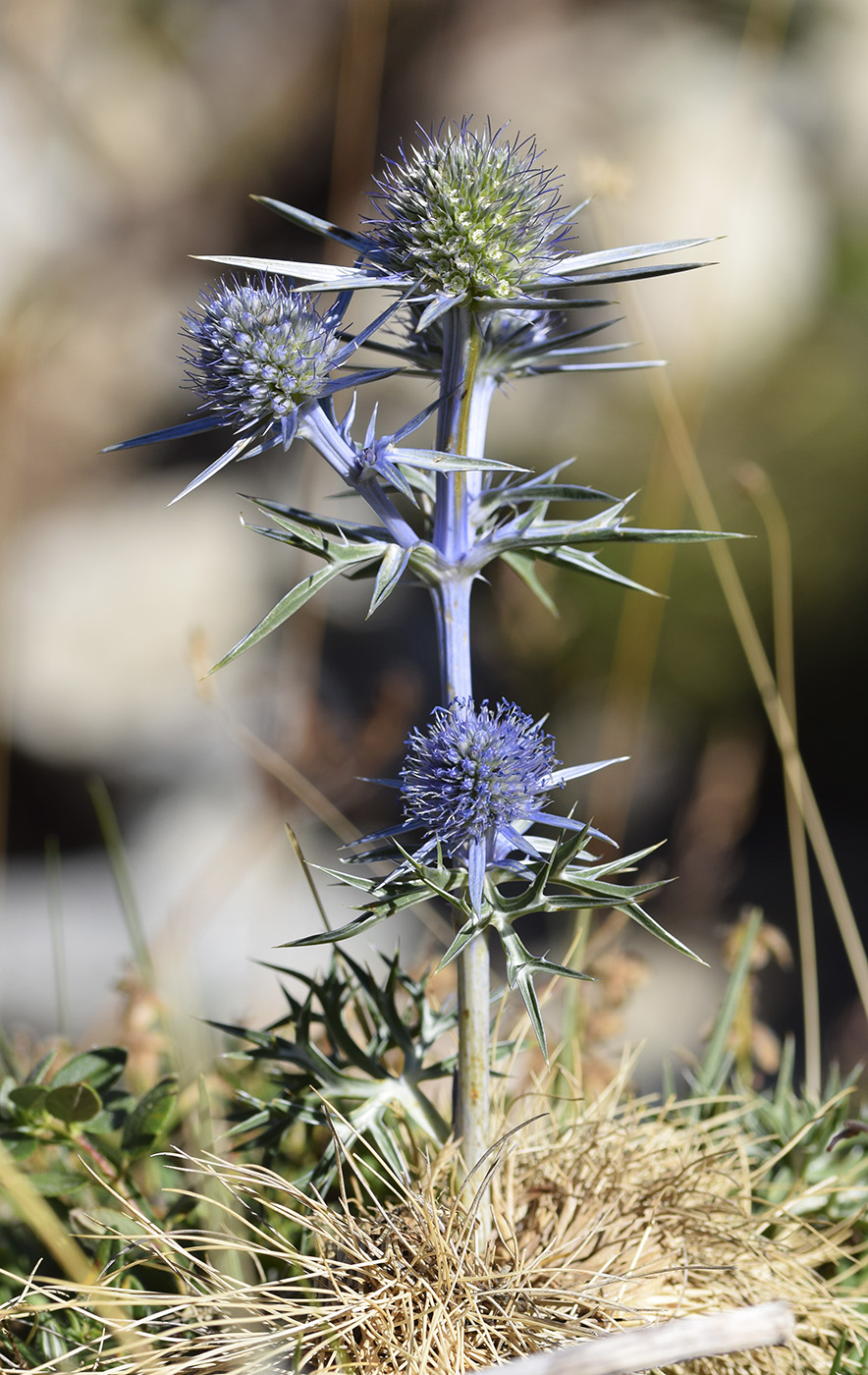 Image of Eryngium bourgatii specimen.