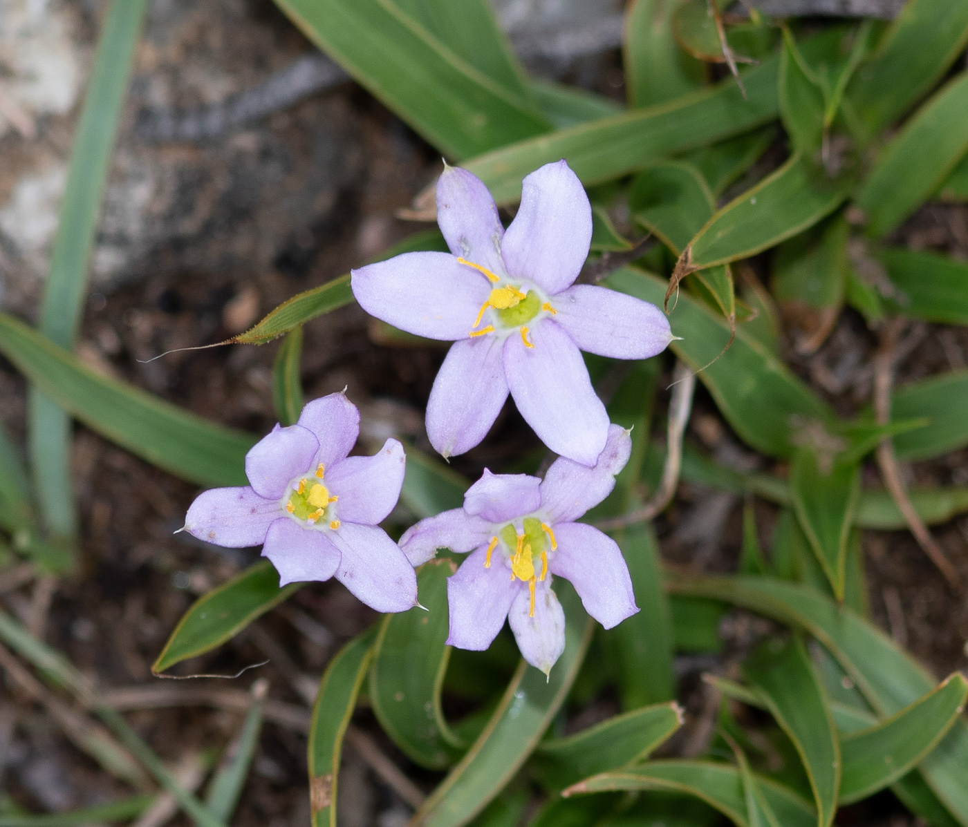 Изображение особи Xerophyta humilis.